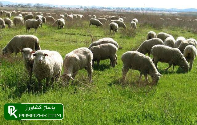 آمار دام سبک بین ۶۲ تا ۷۱.۱۶ میلیون رأس متغیر است 1 d8a2d985d8a7d8b1 d8afd8a7d985 d8b3d8a8daa9 d8a8db8cd986 dbb6dbb2 d8aad8a7 dbb7dbb1 dbb1dbb6 d985db8cd984db8cd988d986 d8b1d8a3d8b3 d985 6667f5933ad78, آمار دام سبک بین ۶۲ تا ۷۱.۱۶ میلیون رأس متغیر است, پاساژ کشاورز | بازار بزرگ کشاورزی در ایران, اخبار پاساژ کشاورز, ,