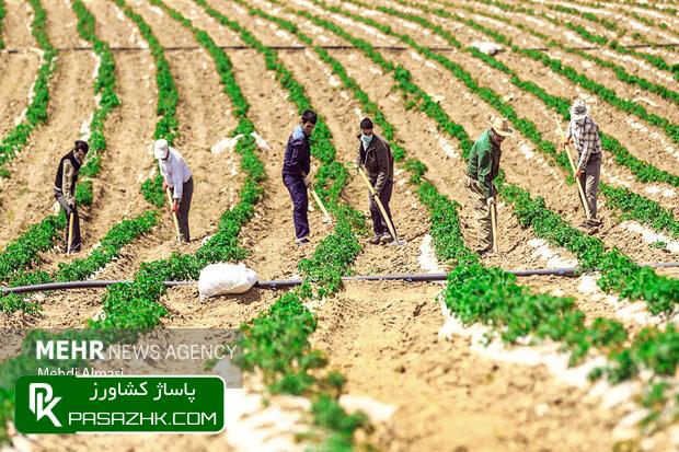 آییننامه حمایت از گروههای مردمی اشتغالآفرین ابلاغ شد 1 d8a2db8cdb8cd986d986d8a7d985d987 d8add985d8a7db8cd8aa d8a7d8b2 daafd8b1d988d987d987d8a7db8c d985d8b1d8afd985db8c d8a7d8b4 667917c743e6b, آییننامه حمایت از گروههای مردمی اشتغالآفرین ابلاغ شد, پاساژ کشاورز | بازار بزرگ کشاورزی در ایران, اخبار پاساژ کشاورز, ,