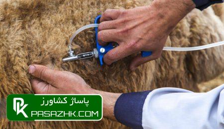 اجرای برنامه ملی واکسیناسیون علیه بیماری طاعون نشخوارکنندگان کوچک 9 d8a7d8acd8b1d8a7db8c d8a8d8b1d986d8a7d985d987 d985d984db8c d988d8a7daa9d8b3db8cd986d8a7d8b3db8cd988d986 d8b9d984db8cd987 d8a8db8cd985 666560aed5e8f, اجرای برنامه ملی واکسیناسیون علیه بیماری طاعون نشخوارکنندگان کوچک, پاساژ کشاورز | بازار بزرگ کشاورزی در ایران, اخبار پاساژ کشاورز, ,