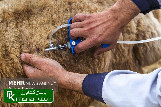 d8a7d8acd8b1d8a7db8c d8a8d8b1d986d8a7d985d987 d985d984db8c d988d8a7daa9d8b3db8cd986d8a7d8b3db8cd988d986 d8b9d984db8cd987 d8a8db8cd985 666560aed5e8f, اجرای برنامه ملی واکسیناسیون علیه بیماری طاعون نشخوارکنندگان کوچک, پاساژ کشاورز | بازار بزرگ کشاورزی در ایران, اخبار پاساژ کشاورز, ,