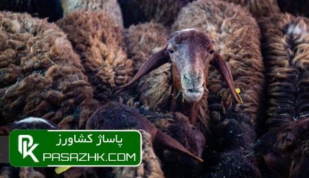 ارایه خدمات رایگان در ۱۸۵۰ جایگاه دام زنده 3 d8a7d8b1d8a7db8cd987 d8aed8afd985d8a7d8aa d8b1d8a7db8cdaafd8a7d986 d8afd8b1 dbb1dbb8dbb5dbb0 d8acd8a7db8cdaafd8a7d987 d8afd8a7d985 d8b2 666ecc0f40831, ارایه خدمات رایگان در ۱۸۵۰ جایگاه دام زنده, پاساژ کشاورز | بازار بزرگ کشاورزی در ایران, اخبار پاساژ کشاورز, ,