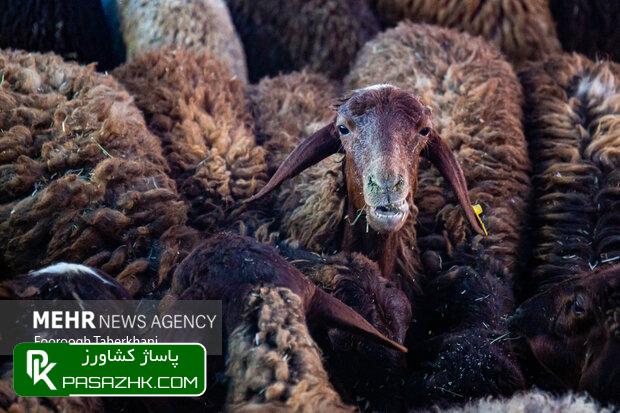 ارایه خدمات رایگان در ۱۸۵۰ جایگاه دام زنده 1 d8a7d8b1d8a7db8cd987 d8aed8afd985d8a7d8aa d8b1d8a7db8cdaafd8a7d986 d8afd8b1 dbb1dbb8dbb5dbb0 d8acd8a7db8cdaafd8a7d987 d8afd8a7d985 d8b2 666ecc0f40831, ارایه خدمات رایگان در ۱۸۵۰ جایگاه دام زنده, پاساژ کشاورز | بازار بزرگ کشاورزی در ایران, اخبار پاساژ کشاورز, ,