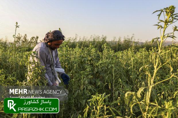 d8a7d8b3d8aad8b9d984d8a7d985d8a7d8aa d8a8d8aed8b4 daa9d8b4d8a7d988d8b1d8b2db8c daa9d8a7d987d8b4 db8cd8a7d981d8aa 66799d5895a7f, استعلامات بخش کشاورزی کاهش یافت, پاساژ کشاورز | بازار بزرگ کشاورزی در ایران, اخبار پاساژ کشاورز, ,