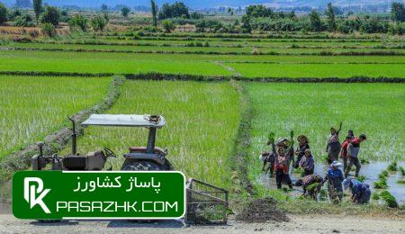 افزایش ضریب تبدیل برنج با ورود کمباینهای تخصصی 1 d8a7d981d8b2d8a7db8cd8b4 d8b6d8b1db8cd8a8 d8aad8a8d8afdb8cd984 d8a8d8b1d986d8ac d8a8d8a7 d988d8b1d988d8af daa9d985d8a8d8a7db8cd986 667ffcdd7995d, افزایش ضریب تبدیل برنج با ورود کمباینهای تخصصی, پاساژ کشاورز | بازار بزرگ کشاورزی در ایران, اخبار پاساژ کشاورز, ,