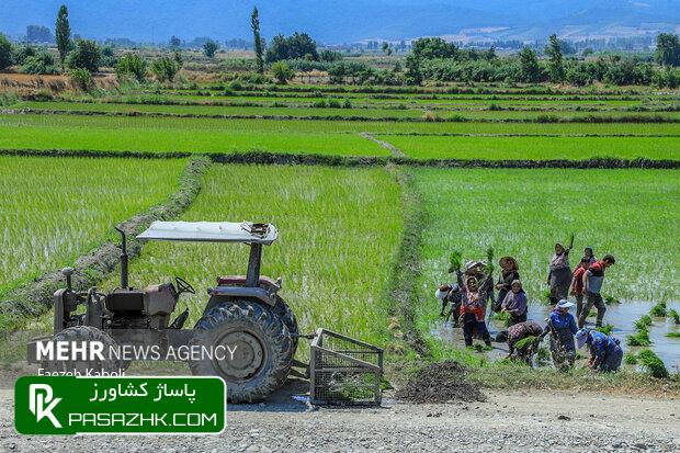 افزایش ضریب تبدیل برنج با ورود کمباینهای تخصصی 1 d8a7d981d8b2d8a7db8cd8b4 d8b6d8b1db8cd8a8 d8aad8a8d8afdb8cd984 d8a8d8b1d986d8ac d8a8d8a7 d988d8b1d988d8af daa9d985d8a8d8a7db8cd986 667ffcdd7995d, افزایش ضریب تبدیل برنج با ورود کمباینهای تخصصی, پاساژ کشاورز | بازار بزرگ کشاورزی در ایران, اخبار پاساژ کشاورز, ,
