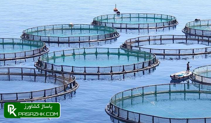d8a8d8aed8b4db8c d8a7d8b2 d8a7d985d988d8b1 d8aad8b5d8afdb8cdaafd8b1db8c d8a2d8a8d8b2db8cd9bed8b1d988d8b1db8c d8a8d987 d8aa 66767be8c099a, بخشی از امور تصدی‌گری آبزی‌پروری به تشکل‌ها واگذار شد, پاساژ کشاورز | بازار بزرگ کشاورزی در ایران, اخبار پاساژ کشاورز, ,