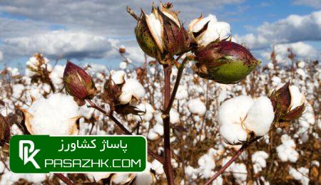 برآورد کشت پنبه در ۹۰ هزار هکتار اراضی 10 d8a8d8b1d8a2d988d8b1d8af daa9d8b4d8aa d9bed986d8a8d987 d8afd8b1 dbb9dbb0 d987d8b2d8a7d8b1 d987daa9d8aad8a7d8b1 d8a7d8b1d8a7d8b6db8c 66814732420d4, برآورد کشت پنبه در ۹۰ هزار هکتار اراضی, پاساژ کشاورز | بازار بزرگ کشاورزی در ایران, اخبار پاساژ کشاورز, ,