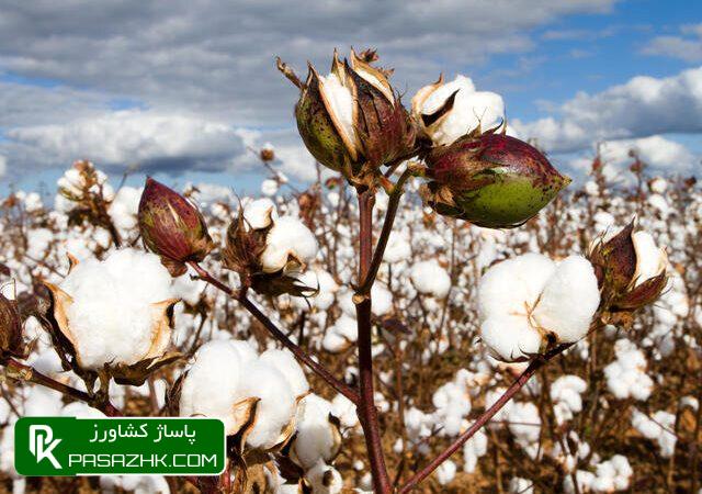 برآورد کشت پنبه در ۹۰ هزار هکتار اراضی 1 d8a8d8b1d8a2d988d8b1d8af daa9d8b4d8aa d9bed986d8a8d987 d8afd8b1 dbb9dbb0 d987d8b2d8a7d8b1 d987daa9d8aad8a7d8b1 d8a7d8b1d8a7d8b6db8c 66814732420d4, برآورد کشت پنبه در ۹۰ هزار هکتار اراضی, پاساژ کشاورز | بازار بزرگ کشاورزی در ایران, اخبار پاساژ کشاورز, ,
