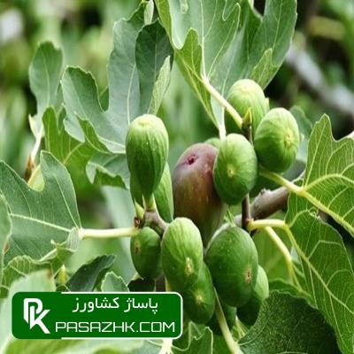 d8a8d8b1d986d8a7d985d987 d8aad8bad8b0db8cd987 d8a7d986d8acdb8cd8b1 665ac09e2bd26, برنامه تغذیه انجیر | تقویم و برنامه کود دهی انجیر, پاساژ کشاورز | بازار بزرگ کشاورزی در ایران, مقالات, برنامه تغذیه انجیر, برنامه تغذیه انجیر