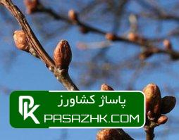 کود مناسب برای تورم جوانه