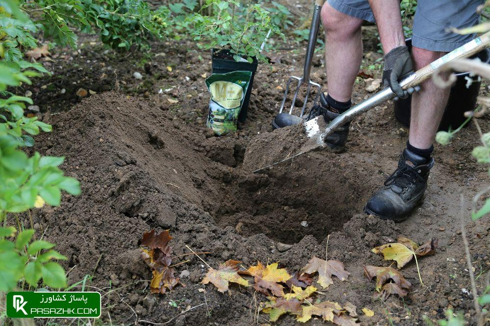 بهترین برنامه تغذیه و کوددهی شلیل 1 چالکود چیست و چرا اهمیت دارد؟ - ویرگول