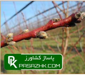 بهترین برنامه تغذیه و کوددهی شلیل 2 پرورش و کنترل کیفیت درختان هلو و شلیل - گلپا صنعت ایرانیان-فروش انواع سمپاش کشاورزی و سمپاش زراعی ، خرید سمپاش قیمت سمپاش