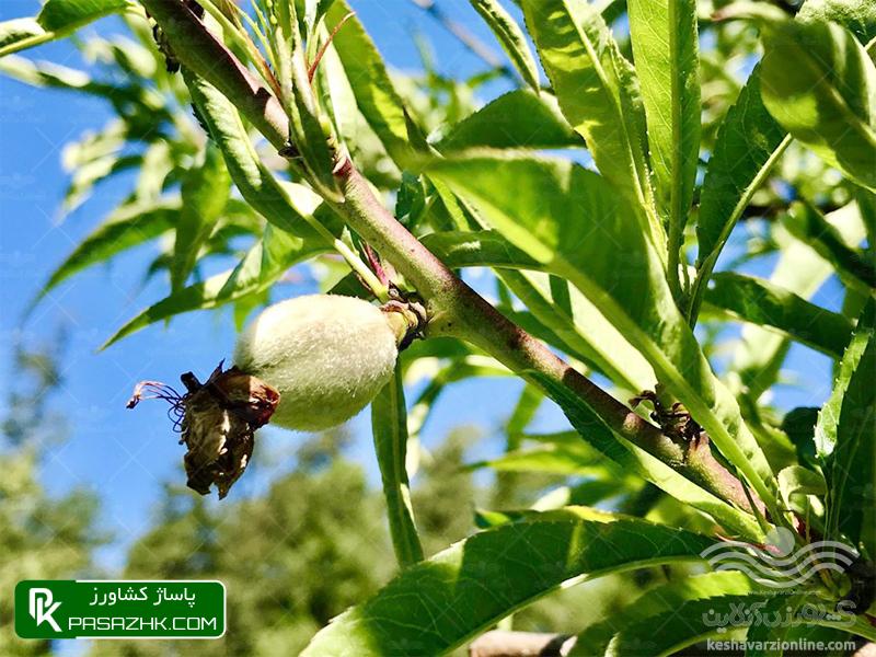 بهترین برنامه تغذیه و کوددهی شلیل 3 برنامه کامل تغذیه هلو - بهترین مقالات کشاورزی | آموزش کشاورزی و باغبانی و گیاهان آپارتمانی