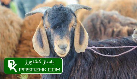 بیش از ۱۳ هزار رأس دام زنده وارد جایگاههای عرضه دام در تهران شد 9 d8a8db8cd8b4 d8a7d8b2 dbb1dbb3 d987d8b2d8a7d8b1 d8b1d8a3d8b3 d8afd8a7d985 d8b2d986d8afd987 d988d8a7d8b1d8af d8acd8a7db8cdaafd8a7d987 66700477bbdcd, بیش از ۱۳ هزار رأس دام زنده وارد جایگاههای عرضه دام در تهران شد, پاساژ کشاورز | بازار بزرگ کشاورزی در ایران, اخبار پاساژ کشاورز, ,