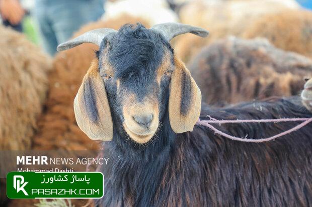 d8a8db8cd8b4 d8a7d8b2 dbb1dbb3 d987d8b2d8a7d8b1 d8b1d8a3d8b3 d8afd8a7d985 d8b2d986d8afd987 d988d8a7d8b1d8af d8acd8a7db8cdaafd8a7d987 66700477bbdcd, بیش از ۱۳ هزار رأس دام زنده وارد جایگاه‌های عرضه دام در تهران شد, پاساژ کشاورز | بازار بزرگ کشاورزی در ایران, اخبار پاساژ کشاورز, ,