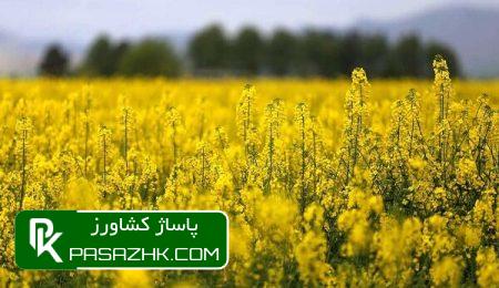 d8aad8afd988db8cd986 d8afd8b3d8aad986d8a7d985d987 d8aad8b1d988db8cd8acdb8c d985d8afdb8cd8b1db8cd8aa d8aad988d984db8cd8af 666150fe0615c, تدوین دست‌نامه‌ ترویجی مدیریت تولید محصولات استراتژیک در سال جاری, پاساژ کشاورز | بازار بزرگ کشاورزی در ایران, اخبار پاساژ کشاورز, ,