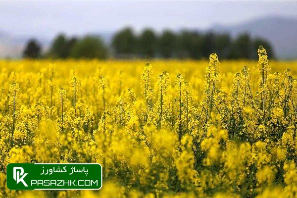 تدوین دستنامه ترویجی مدیریت تولید محصولات استراتژیک در سال جاری 1 d8aad8afd988db8cd986 d8afd8b3d8aad986d8a7d985d987 d8aad8b1d988db8cd8acdb8c d985d8afdb8cd8b1db8cd8aa d8aad988d984db8cd8af 666150fe0615c, تدوین دستنامه ترویجی مدیریت تولید محصولات استراتژیک در سال جاری, پاساژ کشاورز | بازار بزرگ کشاورزی در ایران, اخبار پاساژ کشاورز, ,