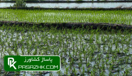 d8aad988d8b3d8b9d987 daa9d8b4d8aa d8a8d8b1d986d8ac d8afd8b1 daa9d8a7d8b1d988d986 d8a8d8a7 d8b1d988d8b4 d987d8a7db8c d986d988db8cd986 66767bd6c44ad, توسعه کشت برنج در کارون با روش های نوین آبیاری, پاساژ کشاورز | بازار بزرگ کشاورزی در ایران, اخبار پاساژ کشاورز, ,