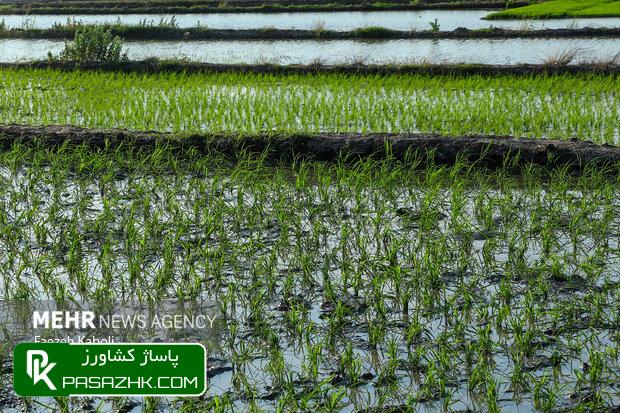 d8aad988d8b3d8b9d987 daa9d8b4d8aa d8a8d8b1d986d8ac d8afd8b1 daa9d8a7d8b1d988d986 d8a8d8a7 d8b1d988d8b4 d987d8a7db8c d986d988db8cd986 66767bd6c44ad, توسعه کشت برنج در کارون با روش های نوین آبیاری, پاساژ کشاورز | بازار بزرگ کشاورزی در ایران, اخبار پاساژ کشاورز, ,