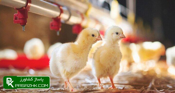 d8acd988d8acd987 d8b1db8cd8b2db8c d8aed8b1d8afd8a7d8af d8a7d8b2 dbb1dbb5dbb1 d985db8cd984db8cd988d986 d982d8b7d8b9d987 d981d8b1d8a7d8aa 667e79d987dbe, جوجه ریزی خرداد از ۱۵۱ میلیون قطعه فراتر رفت, پاساژ کشاورز | بازار بزرگ کشاورزی در ایران, اخبار پاساژ کشاورز, ,