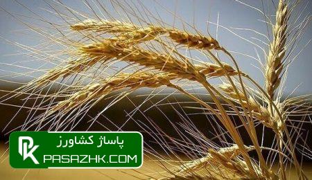 d8aed8b1db8cd8af dbb4 d985db8cd984db8cd988d986 d988 dbb8dbb7dbb4 d987d8b2d8a7d8b1 d8aad986 daafd986d8afd985 d8afd8b1 d987d981d8aad987 667e4fdb892a8, خرید ۴ میلیون و ۸۷۴ هزار تن گندم در هفته جاری, پاساژ کشاورز | بازار بزرگ کشاورزی در ایران, اخبار پاساژ کشاورز, ,