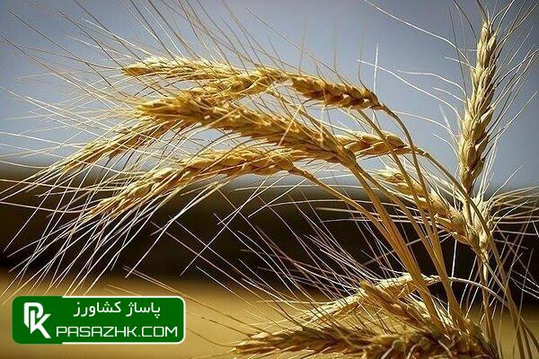 d8aed8b1db8cd8af dbb4 d985db8cd984db8cd988d986 d988 dbb8dbb7dbb4 d987d8b2d8a7d8b1 d8aad986 daafd986d8afd985 d8afd8b1 d987d981d8aad987 667e4fdb892a8, خرید ۴ میلیون و ۸۷۴ هزار تن گندم در هفته جاری, پاساژ کشاورز | بازار بزرگ کشاورزی در ایران, اخبار پاساژ کشاورز, ,