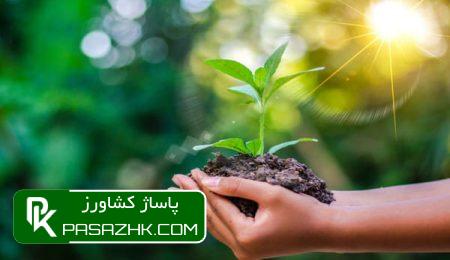 d8afd8b1d8aed8aad8afd8a7d8b1db8c d8a7d8b2 d8afd8b1d8aed8aadaa9d8a7d8b1db8c d8a7d987d985db8cd8aa d8a8db8cd8b4d8aad8b1db8c d8afd8a7 667fb7c3de977, درخت‌داری از درختکاری اهمیت بیشتری دارد, پاساژ کشاورز | بازار بزرگ کشاورزی در ایران, اخبار پاساژ کشاورز, ,
