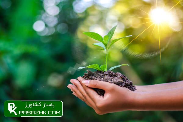 d8afd8b1d8aed8aad8afd8a7d8b1db8c d8a7d8b2 d8afd8b1d8aed8aadaa9d8a7d8b1db8c d8a7d987d985db8cd8aa d8a8db8cd8b4d8aad8b1db8c d8afd8a7 667fb7c3de977, درخت‌داری از درختکاری اهمیت بیشتری دارد, پاساژ کشاورز | بازار بزرگ کشاورزی در ایران, اخبار پاساژ کشاورز, ,