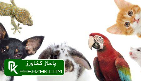 درخواست لغو مصوبه محدودکننده شورای شهر جهت ارائه خدمات بهداشتی 2 d8afd8b1d8aed988d8a7d8b3d8aa d984d8bad988 d985d8b5d988d8a8d987 d985d8add8afd988d8afdaa9d986d986d8afd987 d8b4d988d8b1d8a7db8c d8b4d987 6666df0913706, درخواست لغو مصوبه محدودکننده شورای شهر جهت ارائه خدمات بهداشتی, پاساژ کشاورز | بازار بزرگ کشاورزی در ایران, اخبار پاساژ کشاورز, ,