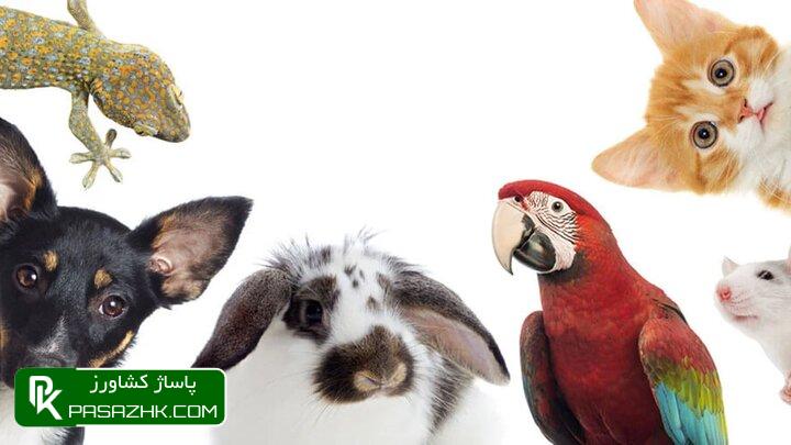 d8afd8b1d8aed988d8a7d8b3d8aa d984d8bad988 d985d8b5d988d8a8d987 d985d8add8afd988d8afdaa9d986d986d8afd987 d8b4d988d8b1d8a7db8c d8b4d987 6666df0913706, درخواست لغو مصوبه محدودکننده شورای شهر جهت ارائه خدمات بهداشتی, پاساژ کشاورز | بازار بزرگ کشاورزی در ایران, اخبار پاساژ کشاورز, ,