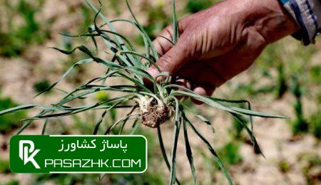رشد ۱۶ درصدی سطح زیر کشت گیاهان دارویی طی سال ۱۴۰۲ 8 d8b1d8b4d8af dbb1dbb6 d8afd8b1d8b5d8afdb8c d8b3d8b7d8ad d8b2db8cd8b1 daa9d8b4d8aa daafdb8cd8a7d987d8a7d986 d8afd8a7d8b1d988db8cdb8c d8b7 666e85fc33a38, رشد ۱۶ درصدی سطح زیر کشت گیاهان دارویی طی سال ۱۴۰۲, پاساژ کشاورز | بازار بزرگ کشاورزی در ایران, اخبار پاساژ کشاورز, ,