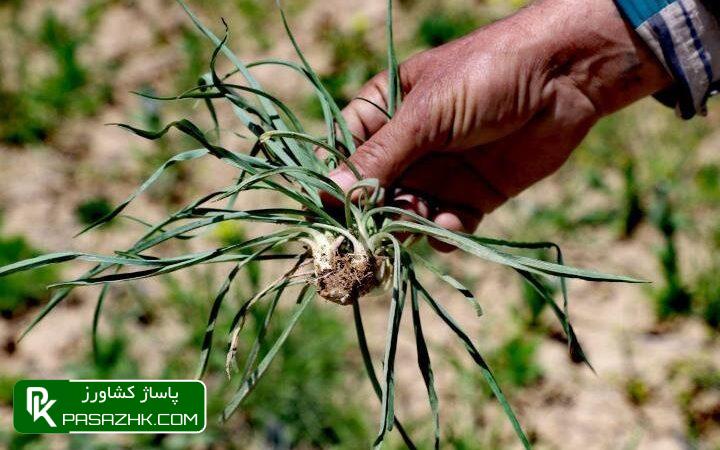 رشد ۱۶ درصدی سطح زیر کشت گیاهان دارویی طی سال ۱۴۰۲ 1 d8b1d8b4d8af dbb1dbb6 d8afd8b1d8b5d8afdb8c d8b3d8b7d8ad d8b2db8cd8b1 daa9d8b4d8aa daafdb8cd8a7d987d8a7d986 d8afd8a7d8b1d988db8cdb8c d8b7 666e85fc33a38, رشد ۱۶ درصدی سطح زیر کشت گیاهان دارویی طی سال ۱۴۰۲, پاساژ کشاورز | بازار بزرگ کشاورزی در ایران, اخبار پاساژ کشاورز, ,