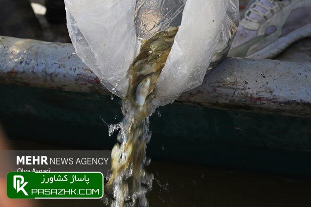 رهاسازی ۸ میلیون قطعه بچه ماهی در منابع آبی داخلی خوزستان 1 d8b1d987d8a7d8b3d8a7d8b2db8c dbb8 d985db8cd984db8cd988d986 d982d8b7d8b9d987 d8a8da86d987 d985d8a7d987db8c d8afd8b1 d985d986d8a7d8a8d8b9 666694da879e3, رهاسازی ۸ میلیون قطعه بچه ماهی در منابع آبی داخلی خوزستان, پاساژ کشاورز | بازار بزرگ کشاورزی در ایران, اخبار پاساژ کشاورز, ,