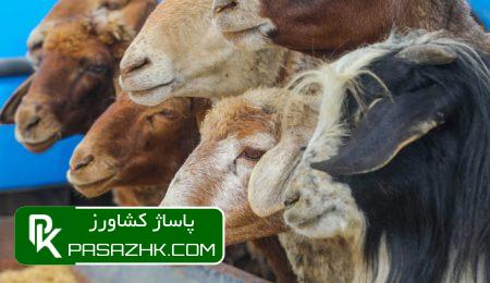d8b3d8a7d984d8a7d986d987 dbb1dbb7 d985db8cd984db8cd988d986 d8aad986 d985d8add8b5d988d984d8a7d8aa d8afd8a7d985db8c d988 d981d8b1d8a2d988 66712b2ab3376, سالانه ۱۷ میلیون تن محصولات دامی و فرآورده های دامی تولید می شود, پاساژ کشاورز | بازار بزرگ کشاورزی در ایران, اخبار پاساژ کشاورز, ,
