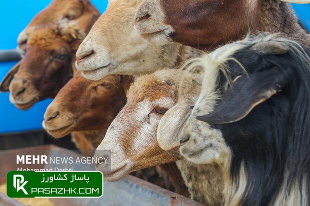 سالانه ۱۷ میلیون تن محصولات دامی و فرآورده های دامی تولید می شود 1 d8b3d8a7d984d8a7d986d987 dbb1dbb7 d985db8cd984db8cd988d986 d8aad986 d985d8add8b5d988d984d8a7d8aa d8afd8a7d985db8c d988 d981d8b1d8a2d988 66712b2ab3376, سالانه ۱۷ میلیون تن محصولات دامی و فرآورده های دامی تولید می شود, پاساژ کشاورز | بازار بزرگ کشاورزی در ایران, اخبار پاساژ کشاورز, ,