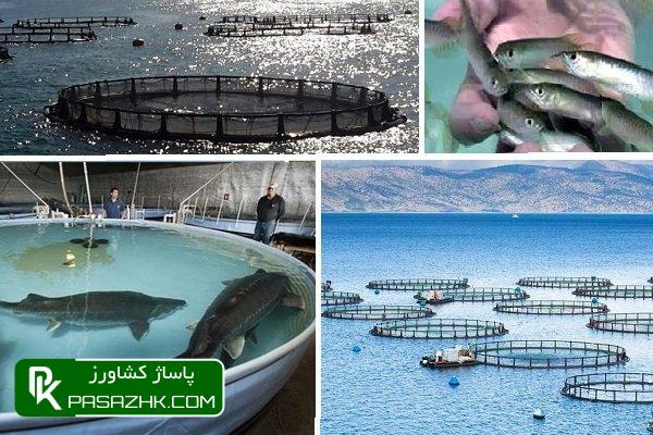 سهم ۱۷هزار میلیاردی تسهیلات درتامین پروتئین دریایی سبد غذایی مردم 1 d8b3d987d985 dbb1dbb7d987d8b2d8a7d8b1 d985db8cd984db8cd8a7d8b1d8afdb8c d8aad8b3d987db8cd984d8a7d8aa d8afd8b1d8aad8a7d985db8cd986 d9be 6672d49e3467b, سهم ۱۷هزار میلیاردی تسهیلات درتامین پروتئین دریایی سبد غذایی مردم, پاساژ کشاورز | بازار بزرگ کشاورزی در ایران, اخبار پاساژ کشاورز, ,