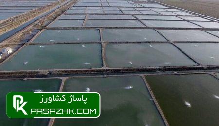 ضریب رشد ۵.۸ درصدی در حوزه شیلات محقق شد 9 d8b6d8b1db8cd8a8 d8b1d8b4d8af dbb5 dbb8 d8afd8b1d8b5d8afdb8c d8afd8b1 d8add988d8b2d987 d8b4db8cd984d8a7d8aa d985d8add982d982 d8b4d8af 66792cda1d7fd, ضریب رشد ۵.۸ درصدی در حوزه شیلات محقق شد, پاساژ کشاورز | بازار بزرگ کشاورزی در ایران, اخبار پاساژ کشاورز, ,