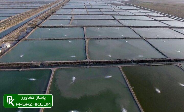 d8b6d8b1db8cd8a8 d8b1d8b4d8af dbb5 dbb8 d8afd8b1d8b5d8afdb8c d8afd8b1 d8add988d8b2d987 d8b4db8cd984d8a7d8aa d985d8add982d982 d8b4d8af 66792cda1d7fd, ضریب رشد ۵.۸ درصدی در حوزه شیلات محقق شد, پاساژ کشاورز | بازار بزرگ کشاورزی در ایران, اخبار پاساژ کشاورز, ,