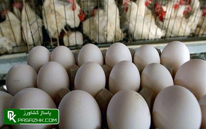 قیمت مرغ گوشتی در اردیبهشت ۳ درصد کاهش داشت 1 d982db8cd985d8aa d985d8b1d8ba daafd988d8b4d8aadb8c d8afd8b1 d8a7d8b1d8afdb8cd8a8d987d8b4d8aa dbb3 d8afd8b1d8b5d8af daa9d8a7d987d8b4 d8af 66769a5659bc9, قیمت مرغ گوشتی در اردیبهشت ۳ درصد کاهش داشت, پاساژ کشاورز | بازار بزرگ کشاورزی در ایران, اخبار پاساژ کشاورز, ,