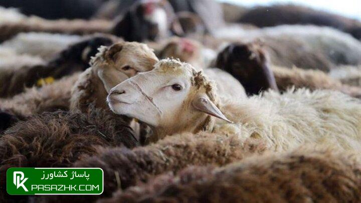 قیمت هر کیلو گرم دام سبک زنده ۳۰۰ هزار تومان شد 1 d982db8cd985d8aa d987d8b1 daa9db8cd984d988 daafd8b1d985 d8afd8a7d985 d8b3d8a8daa9 d8b2d986d8afd987 dbb3dbb0dbb0 d987d8b2d8a7d8b1 d8aa 666546bef1617, قیمت هر کیلو گرم دام سبک زنده ۳۰۰ هزار تومان شد, پاساژ کشاورز | بازار بزرگ کشاورزی در ایران, اخبار پاساژ کشاورز, ,