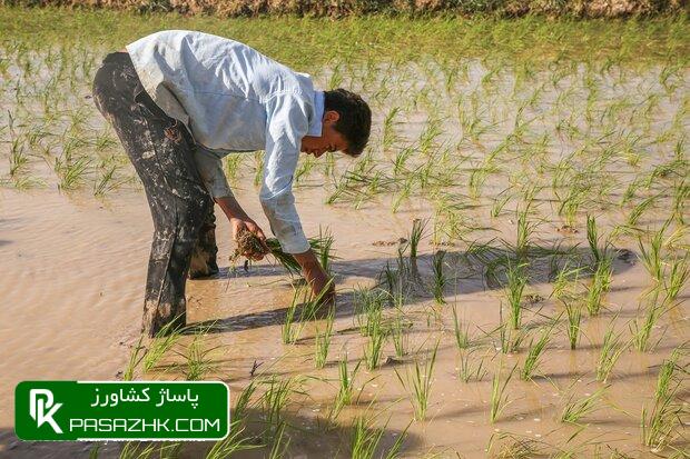 d985d8b3d988d988d984d8a7d986 d8a7d8acd8a7d8b2d987 d8afd987d986d8af daa9d8b4d8aa d8a8d8b1d986d8ac d8afd8b1 d8aed988d8b2d8b3d8aad8a7d986 665f3209916e1, مسوولان اجازه دهند کشت برنج در خوزستان انجام شود, پاساژ کشاورز | بازار بزرگ کشاورزی در ایران, اخبار پاساژ کشاورز, ,