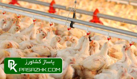 میانگین قیمت مرغ زنده ۵۶ تا ۵۷ هزار تومان است 9 d985db8cd8a7d986daafdb8cd986 d982db8cd985d8aa d985d8b1d8ba d8b2d986d8afd987 dbb5dbb6 d8aad8a7 dbb5dbb7 d987d8b2d8a7d8b1 d8aad988d985d8a7 6666eb2d37981, میانگین قیمت مرغ زنده ۵۶ تا ۵۷ هزار تومان است, پاساژ کشاورز | بازار بزرگ کشاورزی در ایران, اخبار پاساژ کشاورز, ,