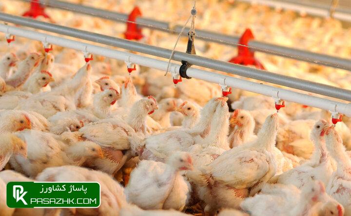 میانگین قیمت مرغ زنده ۵۶ تا ۵۷ هزار تومان است 1 d985db8cd8a7d986daafdb8cd986 d982db8cd985d8aa d985d8b1d8ba d8b2d986d8afd987 dbb5dbb6 d8aad8a7 dbb5dbb7 d987d8b2d8a7d8b1 d8aad988d985d8a7 6666eb2d37981, میانگین قیمت مرغ زنده ۵۶ تا ۵۷ هزار تومان است, پاساژ کشاورز | بازار بزرگ کشاورزی در ایران, اخبار پاساژ کشاورز, ,