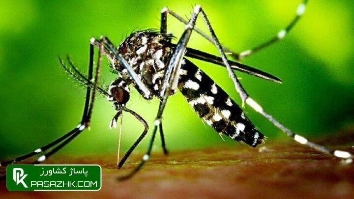 نشست هماندیشی مدیریت بیماری «تب دانگی» برگزار شد 1 d986d8b4d8b3d8aa d987d985d8a7d986d8afdb8cd8b4db8c d985d8afdb8cd8b1db8cd8aa d8a8db8cd985d8a7d8b1db8c d8aad8a8 d8afd8a7d986daaf 666dde3627d04, نشست هماندیشی مدیریت بیماری «تب دانگی» برگزار شد, پاساژ کشاورز | بازار بزرگ کشاورزی در ایران, اخبار پاساژ کشاورز, ,