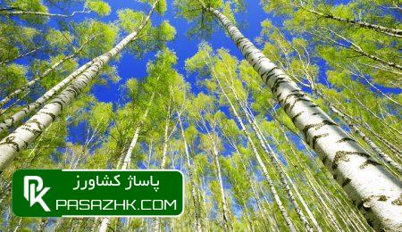 ورود مباحث درختکاری به سرفصل آموزشی مدارس 10 d988d8b1d988d8af d985d8a8d8a7d8add8ab d8afd8b1d8aed8aadaa9d8a7d8b1db8c d8a8d987 d8b3d8b1d981d8b5d984 d8a2d985d988d8b2d8b4db8c d985d8af 667917bec6f8c, ورود مباحث درختکاری به سرفصل آموزشی مدارس, پاساژ کشاورز | بازار بزرگ کشاورزی در ایران, اخبار پاساژ کشاورز, ,