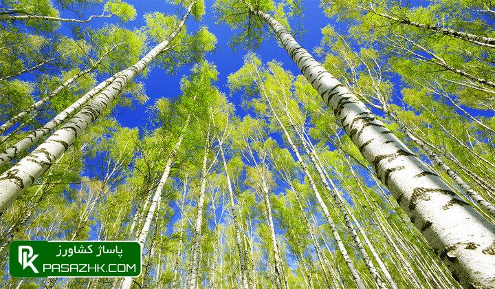 d988d8b1d988d8af d985d8a8d8a7d8add8ab d8afd8b1d8aed8aadaa9d8a7d8b1db8c d8a8d987 d8b3d8b1d981d8b5d984 d8a2d985d988d8b2d8b4db8c d985d8af 667917bec6f8c, ورود مباحث درختکاری به سرفصل آموزشی مدارس, پاساژ کشاورز | بازار بزرگ کشاورزی در ایران, اخبار پاساژ کشاورز, ,