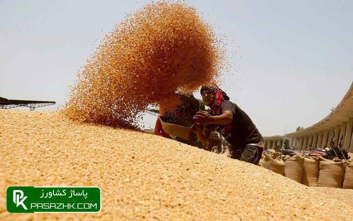 کدام استانها گندم بیشتری به دولت تحویل دادند؟ 1 daa9d8afd8a7d985 d8a7d8b3d8aad8a7d986d987d8a7 daafd986d8afd985 d8a8db8cd8b4d8aad8b1db8c d8a8d987 d8afd988d984d8aa d8aad8add988 667c080b9dccd, کدام استانها گندم بیشتری به دولت تحویل دادند؟, پاساژ کشاورز | بازار بزرگ کشاورزی در ایران, اخبار پاساژ کشاورز, ,