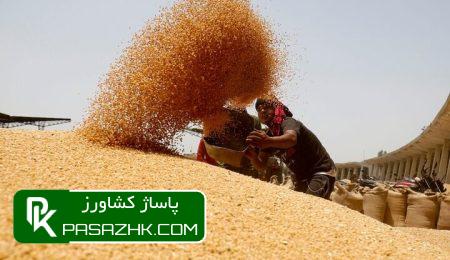 گندم کاران دزفولی چشم انتظار مطالبات/ آسیبهای پنهان کشت گندم 1 daafd986d8afd985 daa9d8a7d8b1d8a7d986 d8afd8b2d981d988d984db8c da86d8b4d985 d8a7d986d8aad8b8d8a7d8b1 d985d8b7d8a7d984d8a8d8a7d8aa d8a2 665ee2fb6a21b, گندم کاران دزفولی چشم انتظار مطالبات/ آسیبهای پنهان کشت گندم, پاساژ کشاورز | بازار بزرگ کشاورزی در ایران, اخبار پاساژ کشاورز, ,