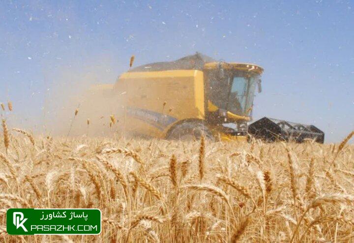 گندم کاران دزفولی چشم انتظار مطالبات/ آسیبهای پنهان کشت گندم 2 گندم کاران دزفولی چشم انتظار مطالبات/ آسیبهای پنهان کشت گندم