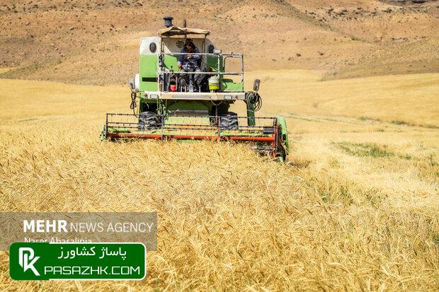گندم کاران دزفولی چشم انتظار مطالبات/ آسیبهای پنهان کشت گندم 3 گندم کاران دزفولی چشم انتظار مطالبات/ آسیبهای پنهان کشت گندم